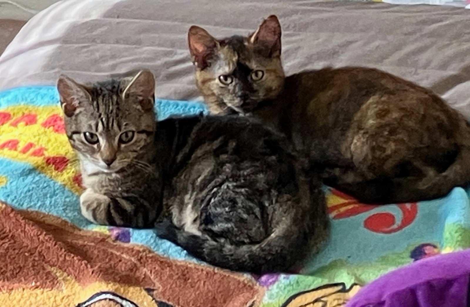 Twilight & Solstice: Bonded (FCID# 01/28/26 - 3,2) Image