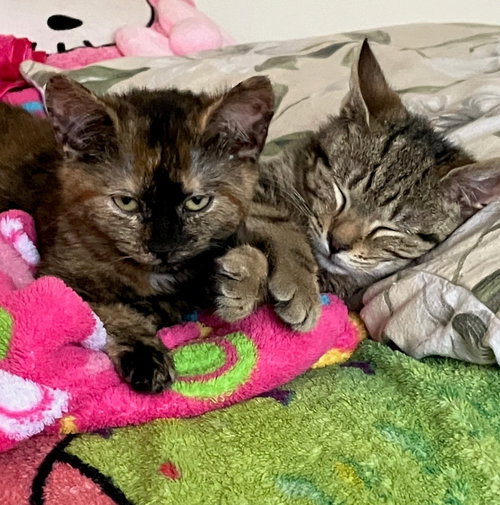 TWILIGHT & SOLSTICE: BONDED (FCID# 01/28/26 - 3,2) - Domestic Short Hair available for adoption
