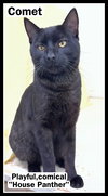 Comet (FCID# 12/05/2025-105) Willow Grove - Photo 1