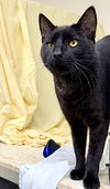 Comet (FCID# 12/05/2025-105) Willow Grove - Photo 2