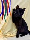 Comet (FCID# 12/05/2025-105) Willow Grove - Photo 4