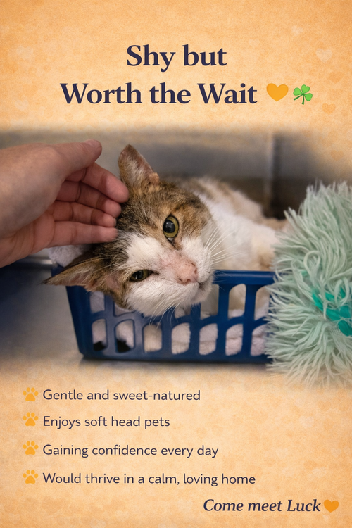 Luck:  Foster Requested (FCID# 12/02/2025 - 402) C, Adult Tabby (short coat), cat for adoption in Lancaster, Pennsylvania