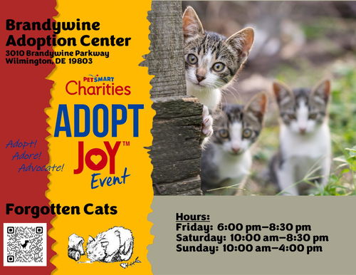 Brandywine PS Cat Adoption Event Sept. 11-13, cat — photo 1 of 1