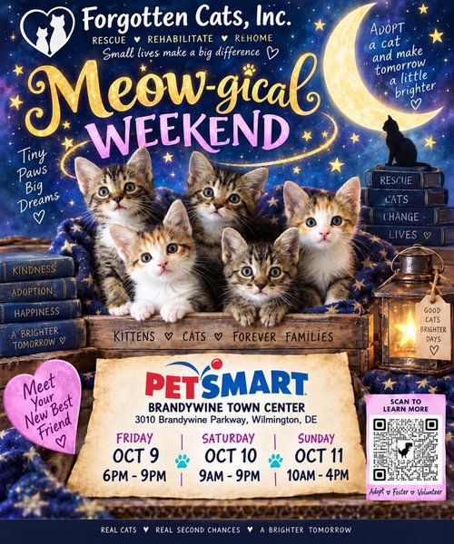 Brandywine PS Cat Adoption Event, Oct. 9-11, a cat for adoption from Forgotten Cats, Inc.