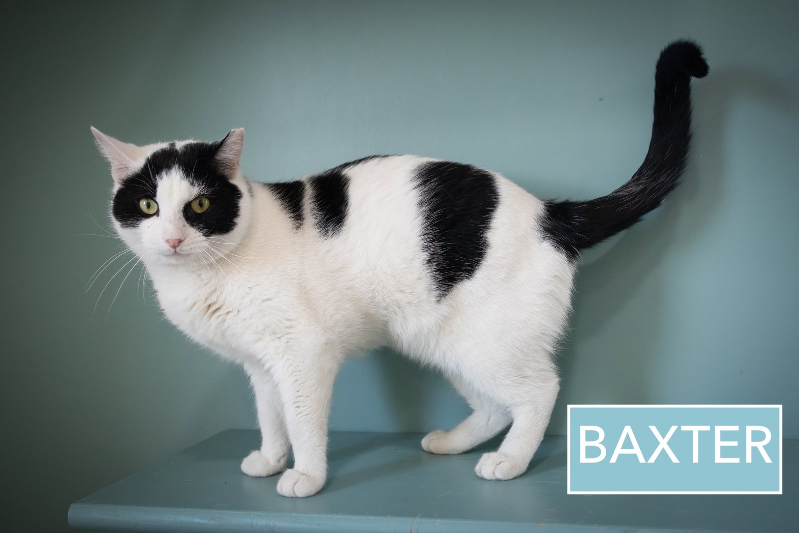 Baxter & Finn (FCID# 10/06/2025 - 17 Trainer) C Image