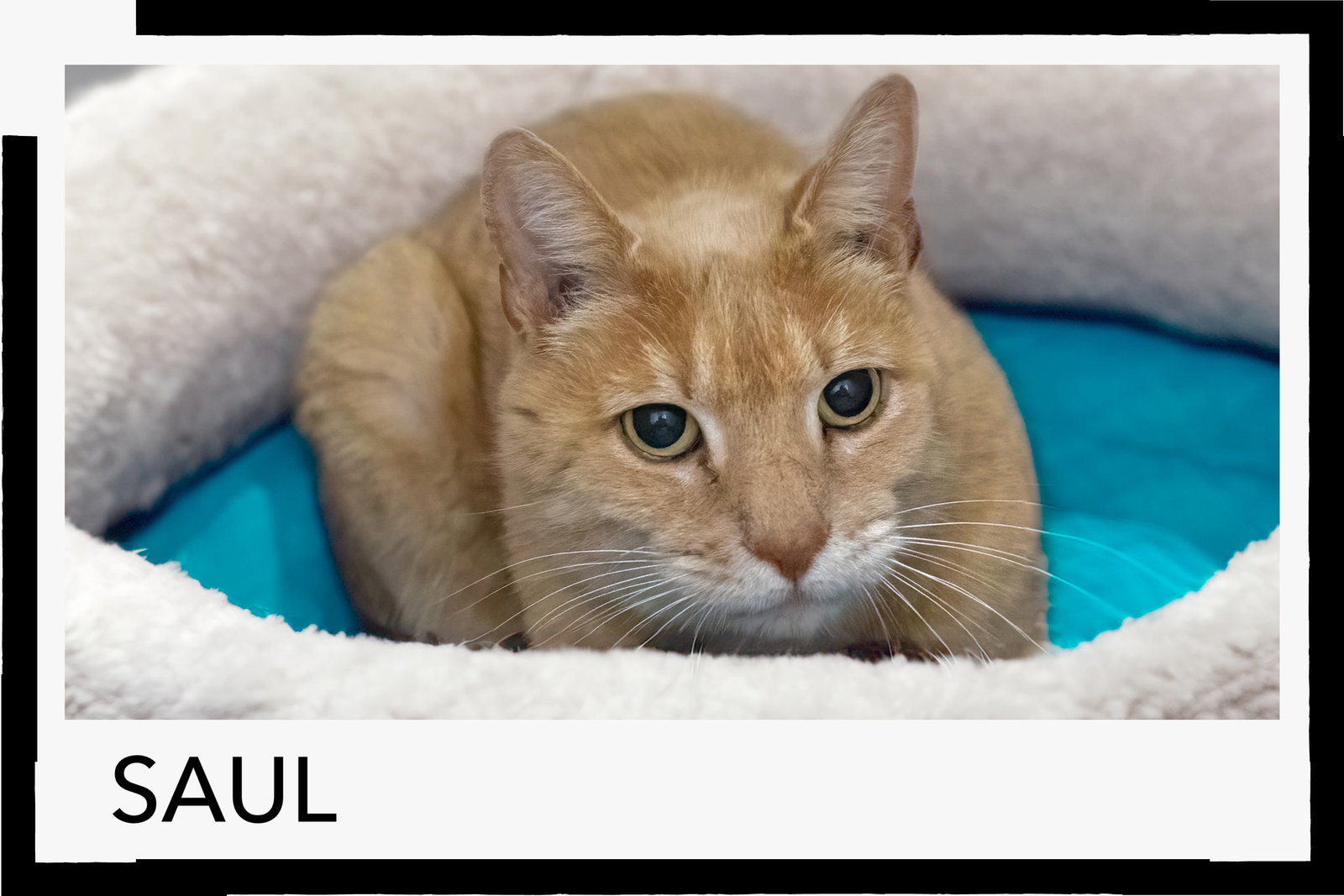 Saul (FCID# 12/08/2025 - 15 MIllsboro PS) Image