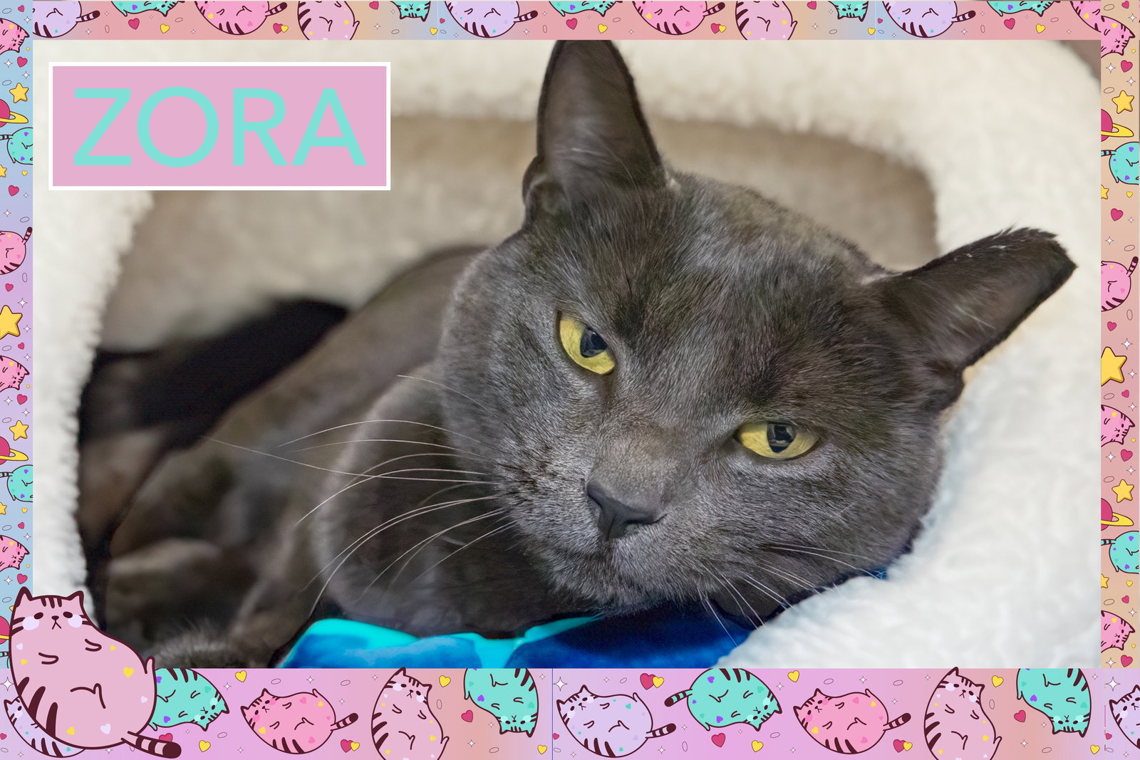 Zora (FCID# 12/10/2025 - 43 Trainer) Image