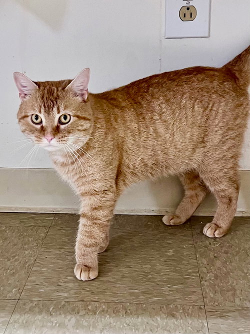 RUDY, WILLOW GROVE PS (FCID# 12/05/2025-108) - Tabby available for adoption