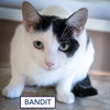 Bandit #1:  Barn Cat (FCID# 09/03/2025-64 Trainer) - Photo 2