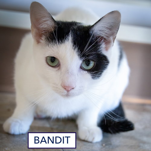 BANDIT #1:  BARN CAT (FCID# 09/03/2025-64 TRAINER) - Domestic Short Hair available for adoption