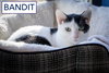 Bandit #1:  Barn Cat (FCID# 09/03/2025-64 Trainer) - Photo 3
