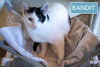 Bandit #1:  Barn Cat (FCID# 09/03/2025-64 Trainer) - Photo 1
