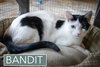 Bandit #1 (FCID# 09/03/2025-64 Trainer) - Photo 3