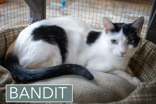 Bandit #1 (FCID# 09/03/2025-64 Trainer), an adoptable Domestic Short Hair in Greenville, DE