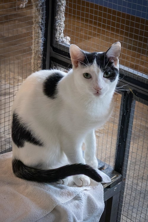 Bandit #1 (FCID# 09/03/2025-64 Trainer), Young Domestic Short Hair (short coat), cat for adoption in Lancaster, Pennsylvania