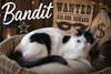 Bandit #1 (FCID# 09/03/2025-64 Trainer) - Photo 1