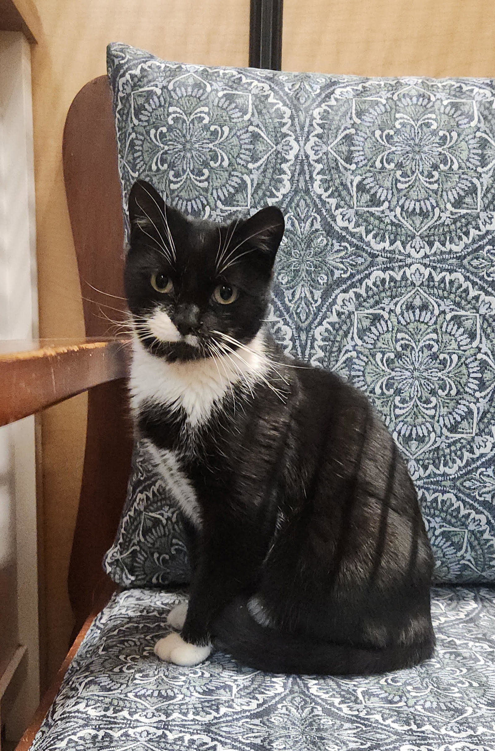 Pippa (FCID# 12/10/2025 - 27) Image