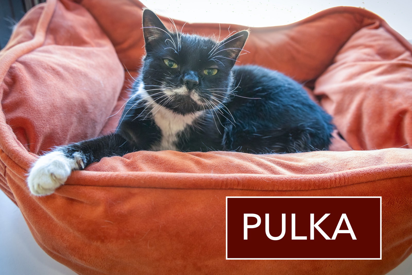 Pulka (FCID# 12/10/2025 - 26 Trainer) Image