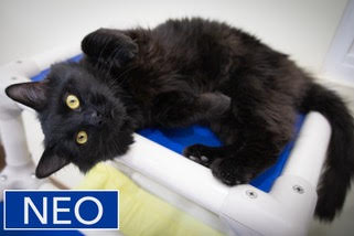 Neo: DMH (FCID# 12/08/2025-9 Glen Mills foster) C Image