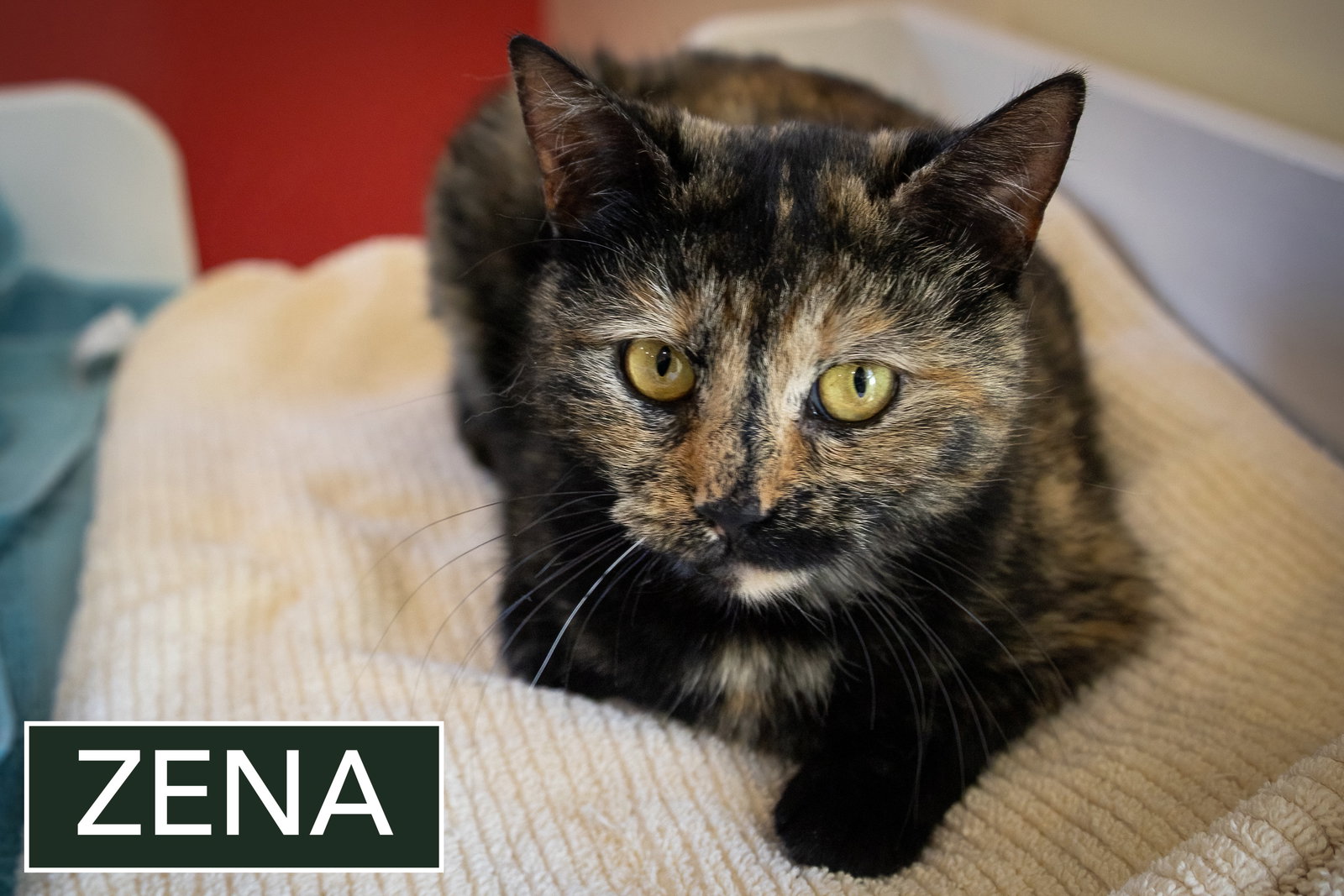 Zena (FCID# 12/29/2025 - 52 West Chester foster) Image