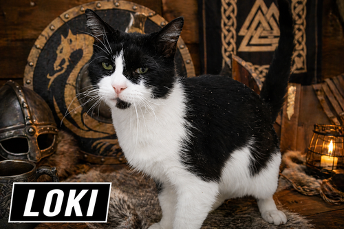 Loki (FCID# 12/29/2025 - 10 Trainer) C, an adoptable Domestic Short Hair in Greenville, DE