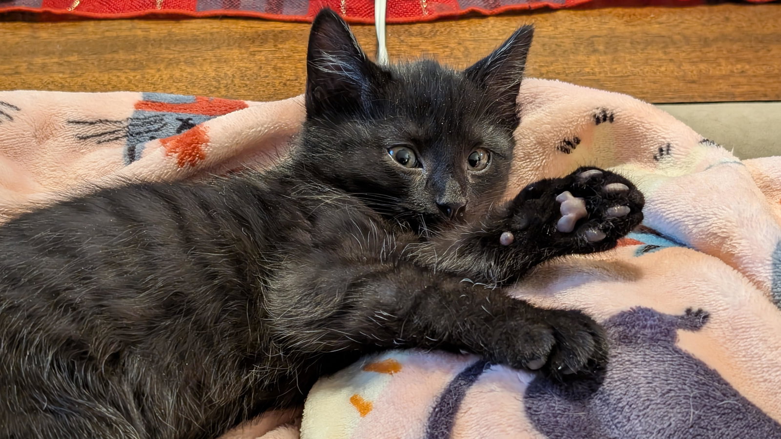 Teddy Bear: DMH (FCID# 01/05/2026 - 40) C Image