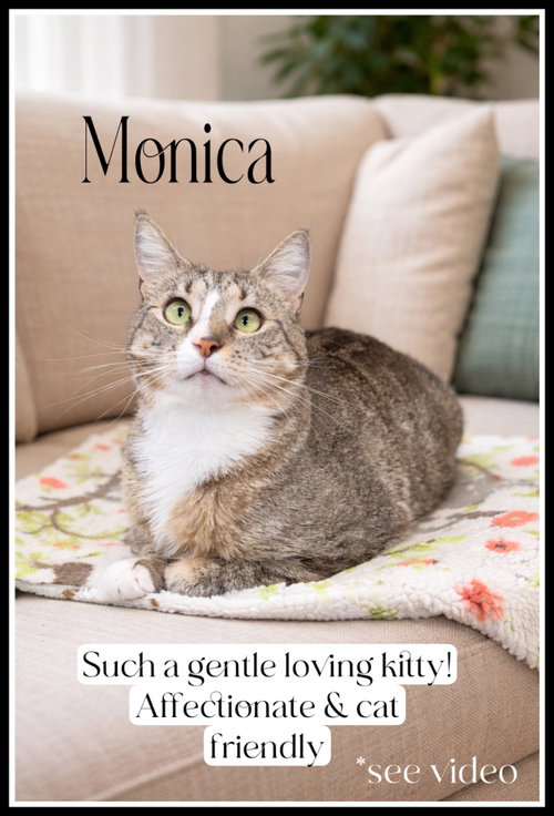 Monica (FCID# 12/19/2025-101) Willow Grove, Young Tabby / Tuxedo / Mixed (short coat), cat for adoption in Vineland, New Jersey