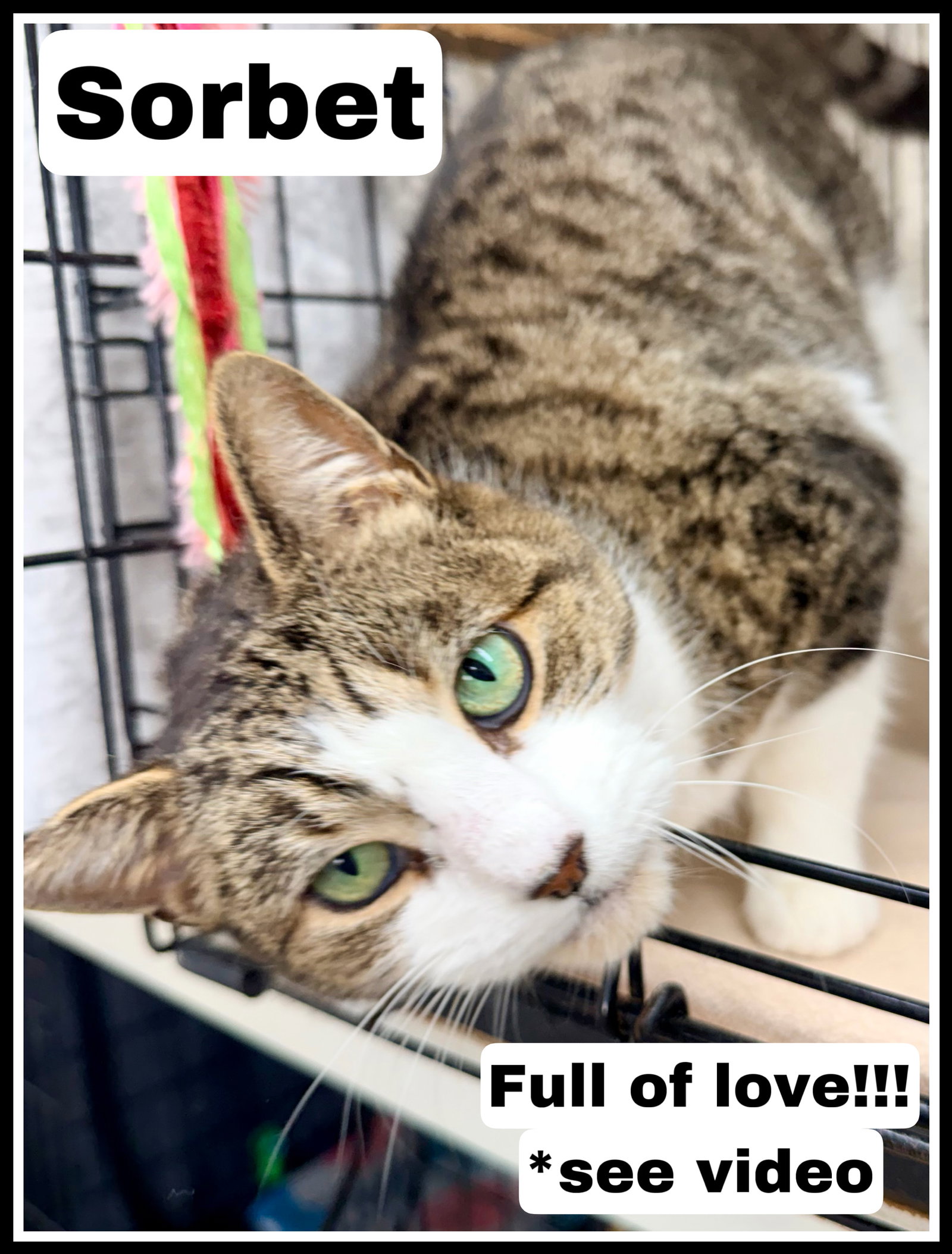 Sorbet (FCID#12/29/2025 - 405) Willow Grove PS Image