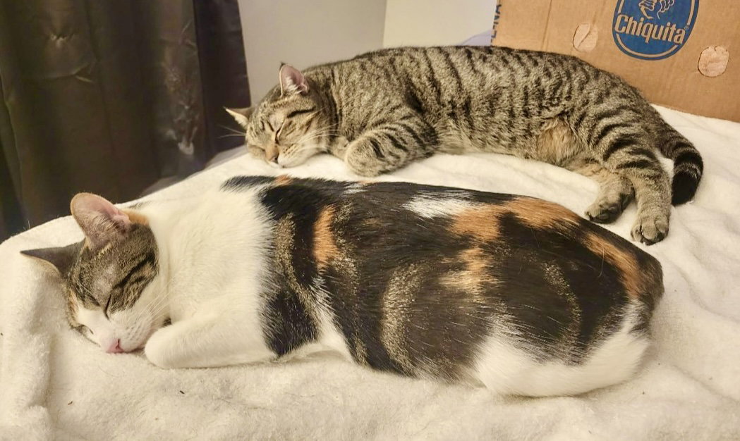 Angelina & Bradley FeLV+ (FCID 5/08/25-113) Bonded Image