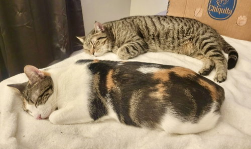 Angelina & Bradley FeLV+ (FCID 5/08/25-113) Bonded, Young Domestic Short Hair (short coat), cat for adoption in Lakewood, New Jersey