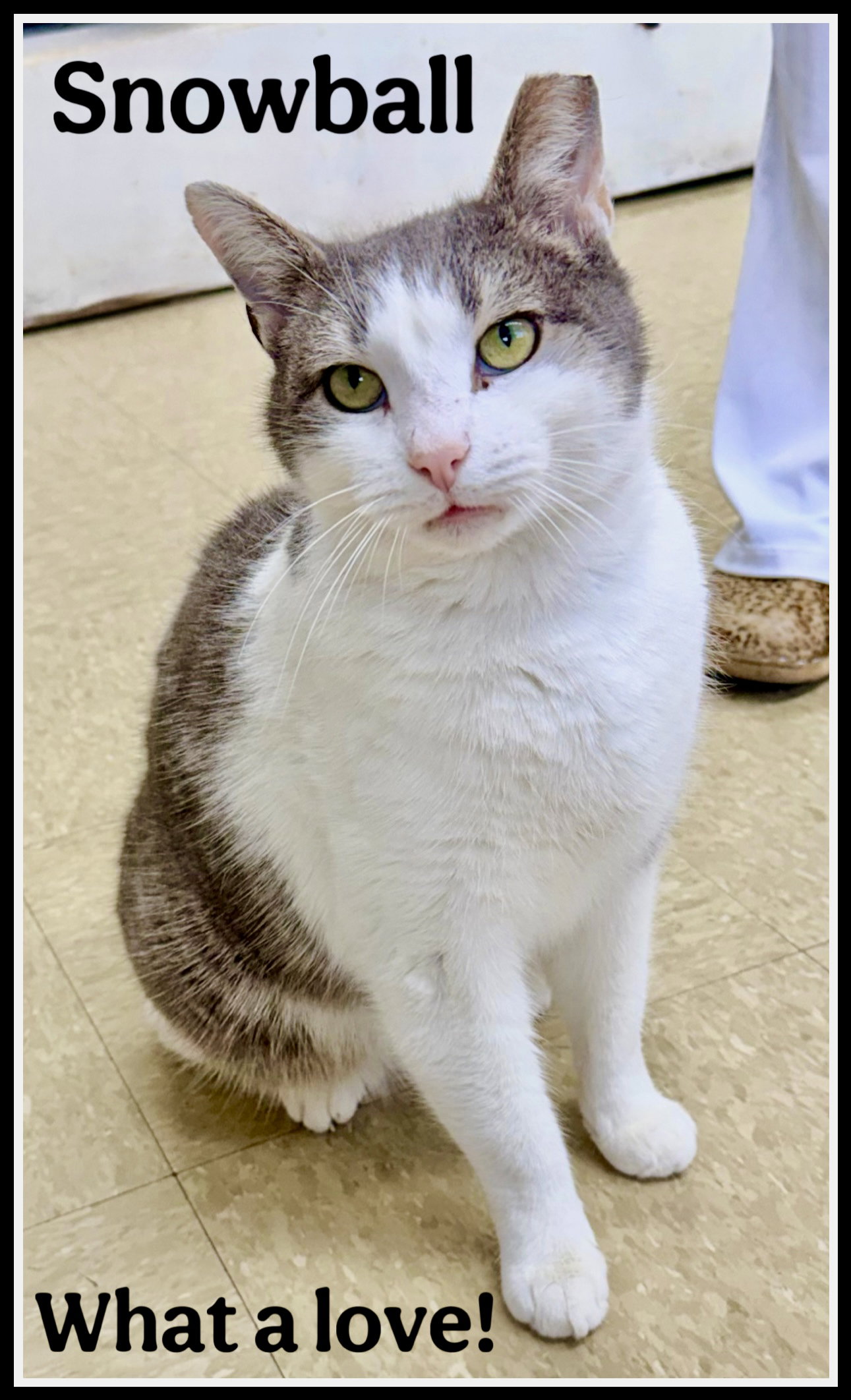 Snowball (FCID 12/29/25-408) Willow Grove PA Image