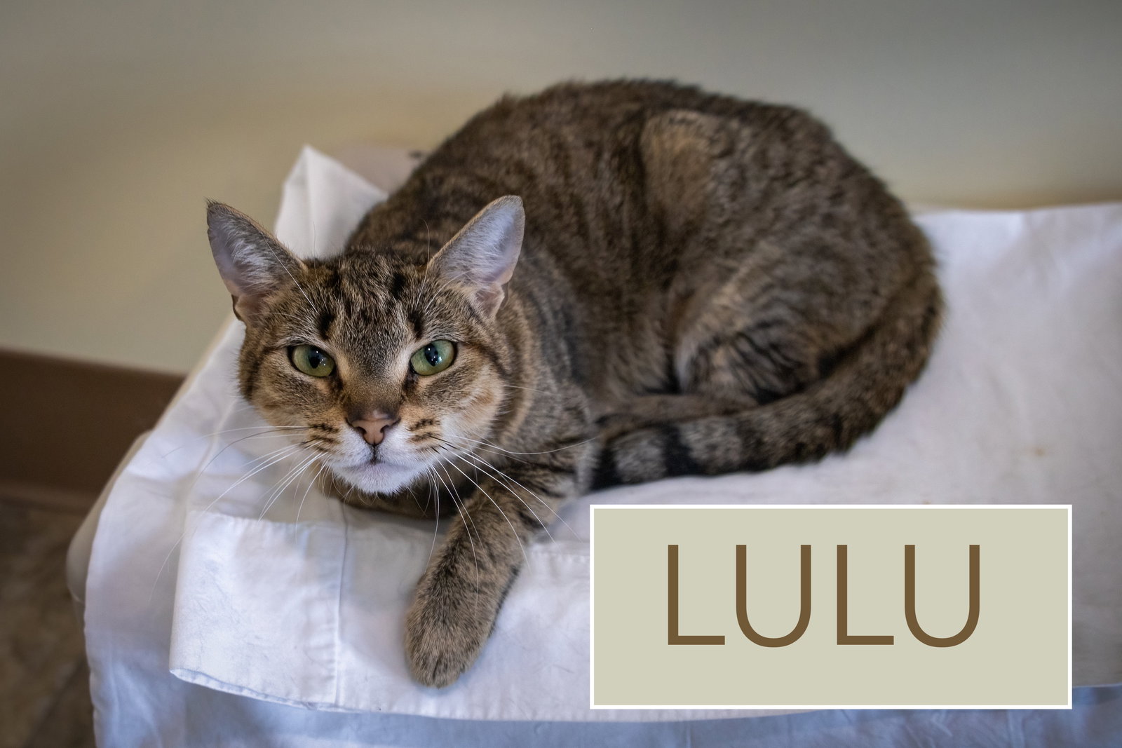 Lulu (FCID# 01/05/2026 - 37 Trainer) Image