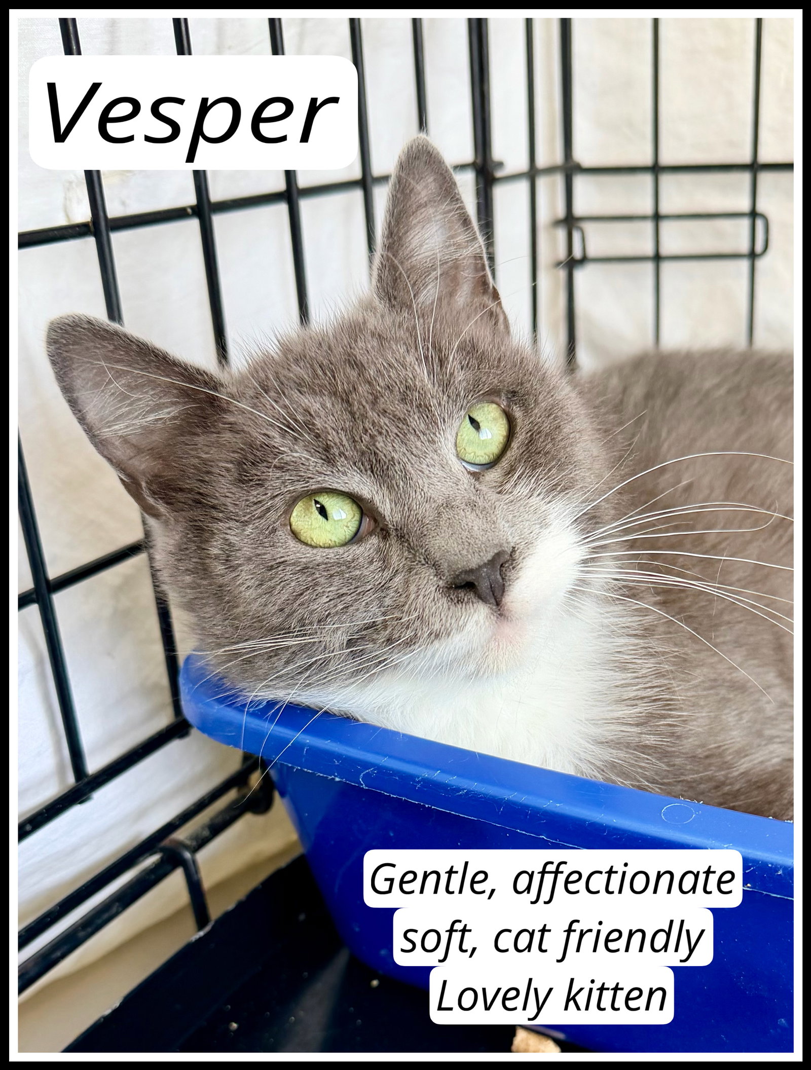 Vesper, Willow Grove PA (FCID# 12/09/2025-105) Image