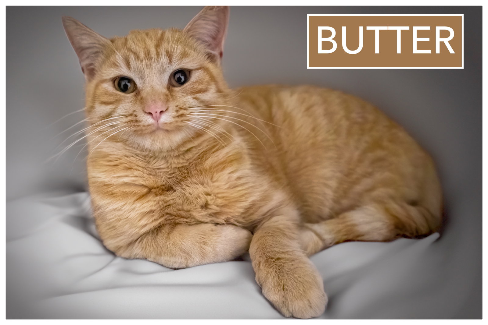 Butter (FCID# 01/07/2026 - 36 Brookhaven PS) Image
