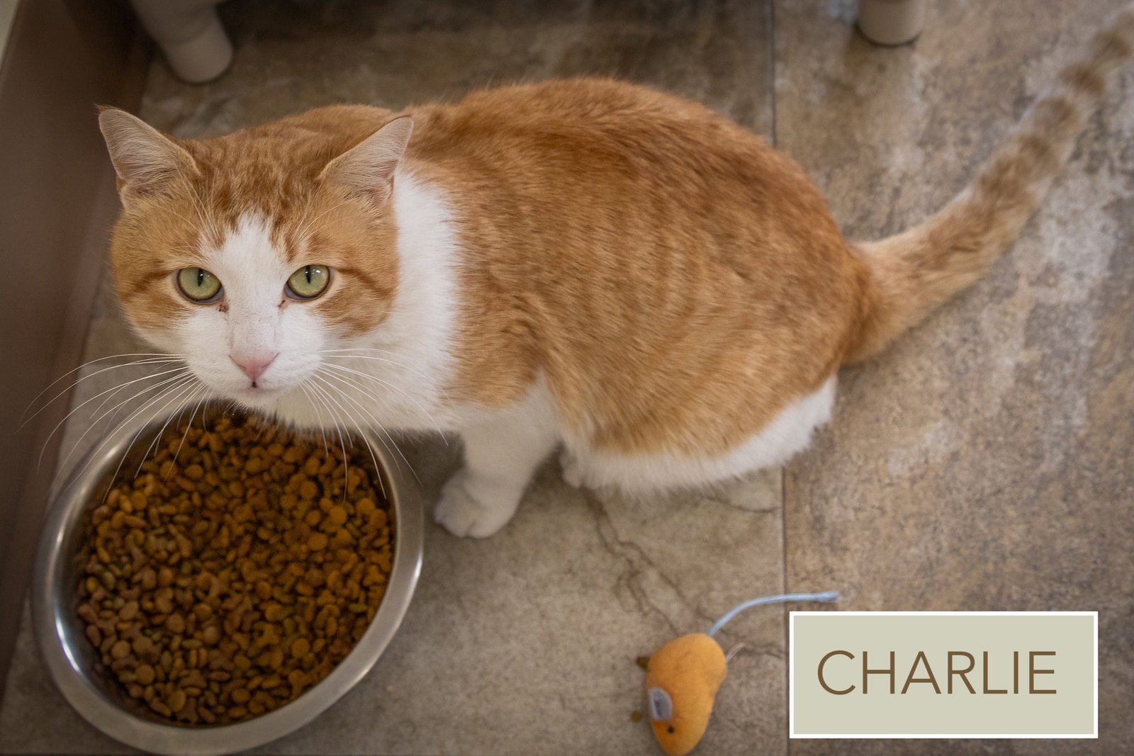 Charlie (FCID# 01/07/2026 - 48 Trainer) Image