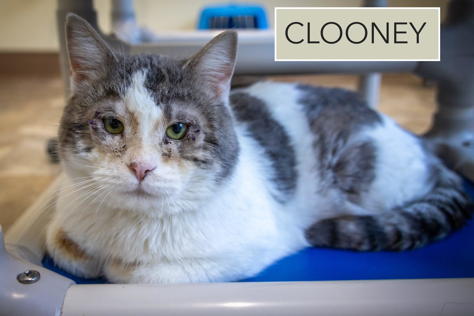 Clooney (FCID# 01/08/2026 - 67 Trainer) C Image