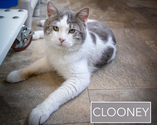 Clooney (FCID# 01/08/2026 - 67 Millsboro PS) C, Adult Domestic Short Hair / Tabby / Mixed (short coat), cat for adoption in Dover, Delaware