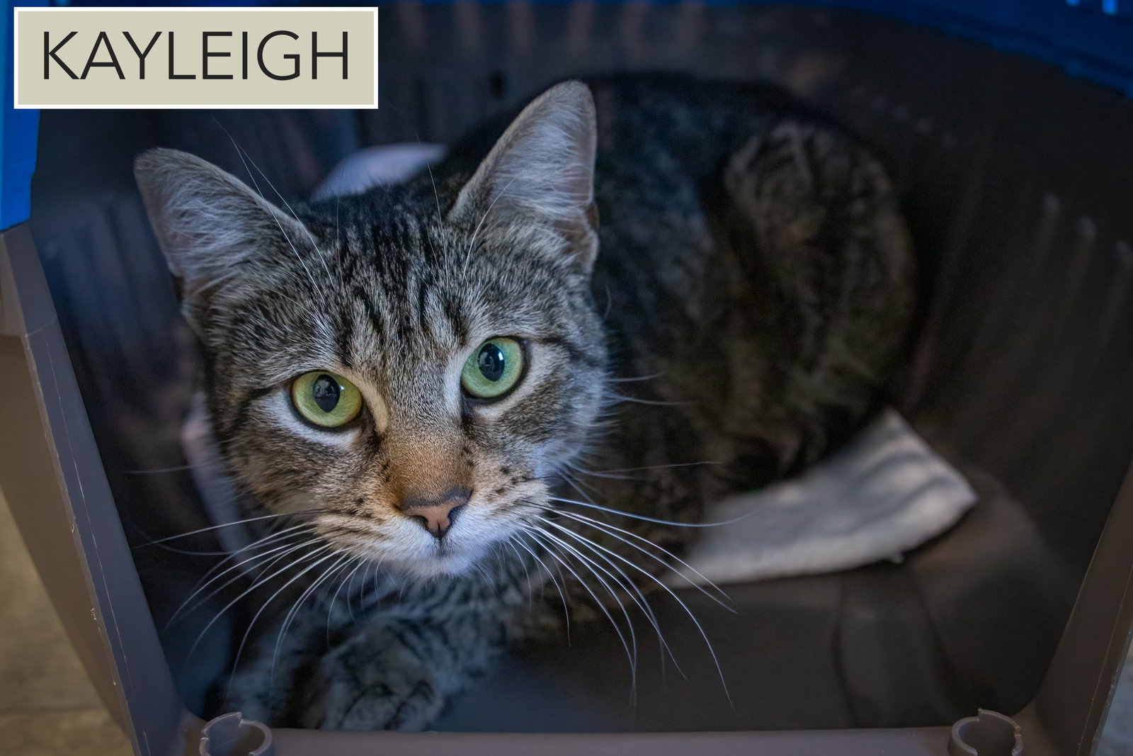 Kayleigh (FCID# 01/12/2026 - 98 Trainer) Image