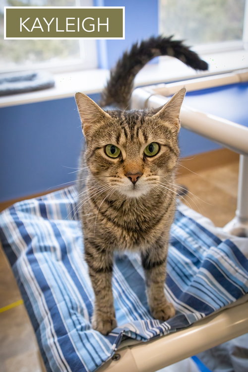 Kayleigh (FCID# 01/12/2026 - 98 Middletown PS) C, Adult Tabby (short coat), cat for adoption in Dover, Delaware