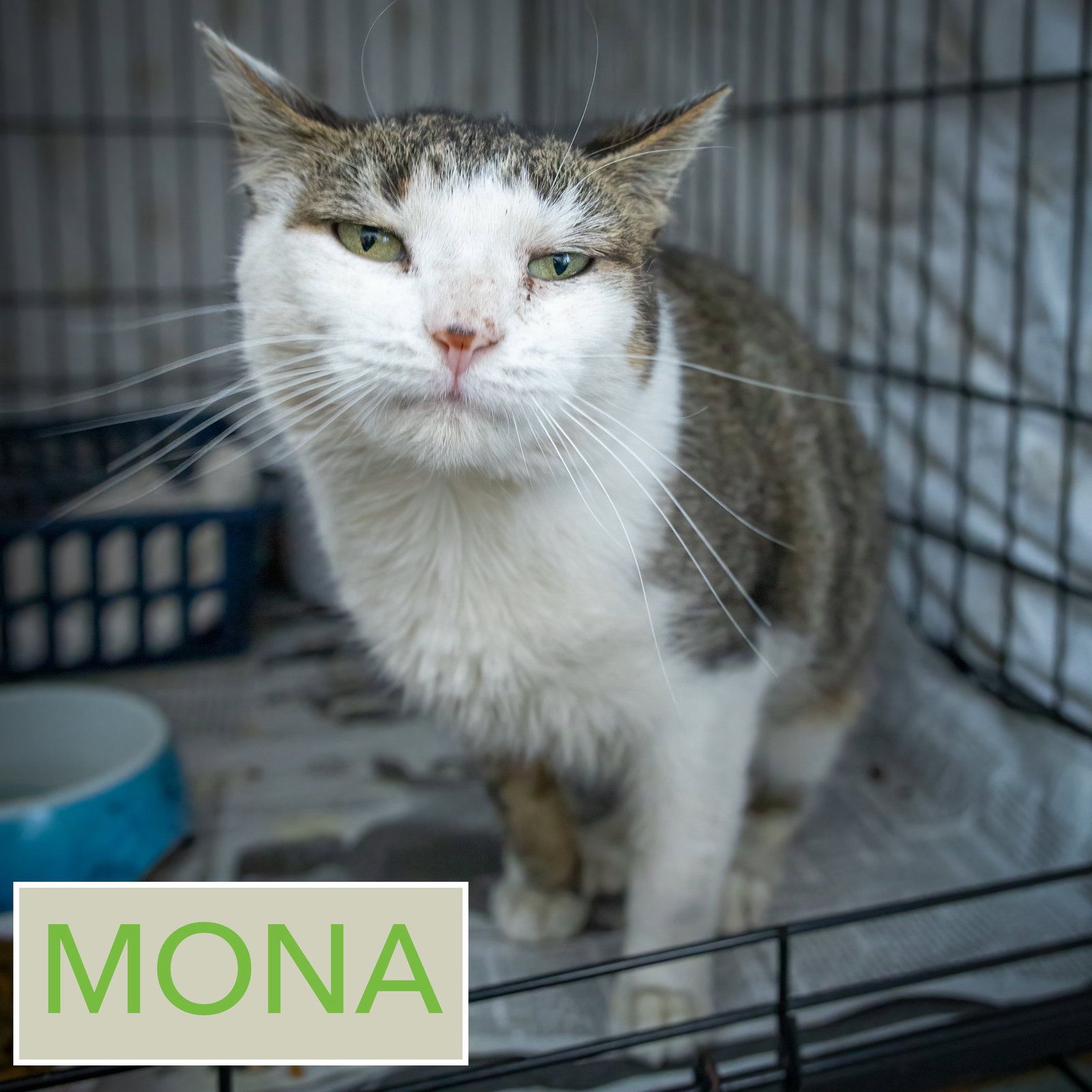 Mona (FCID# 01/12/2026 - 80 Trainer) Image