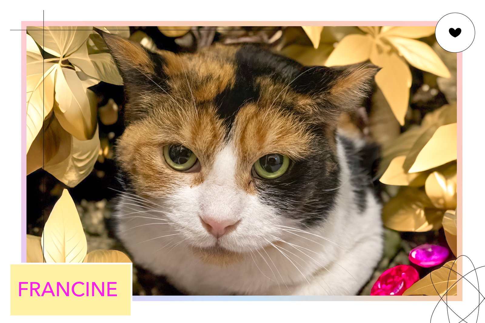 Francine (FCID# 01/12/2026 - 79 Trainer) Image