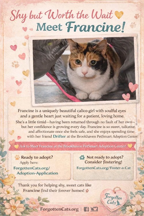 Francine w/Drifter (FCID 01/12/26-79 Brookhaven PS, Adult Calico / Tabby / Mixed (short coat), cat for adoption in Lancaster, Pennsylvania