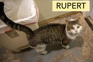 Rupert (FCID# 01/12/2026 - 27 Trainer) Image