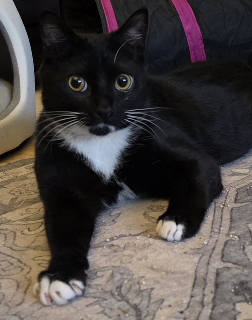 Kachow (m) (FCID# 01/12/2026 - 501), Young Tuxedo (short coat), cat for adoption in Lancaster, Pennsylvania