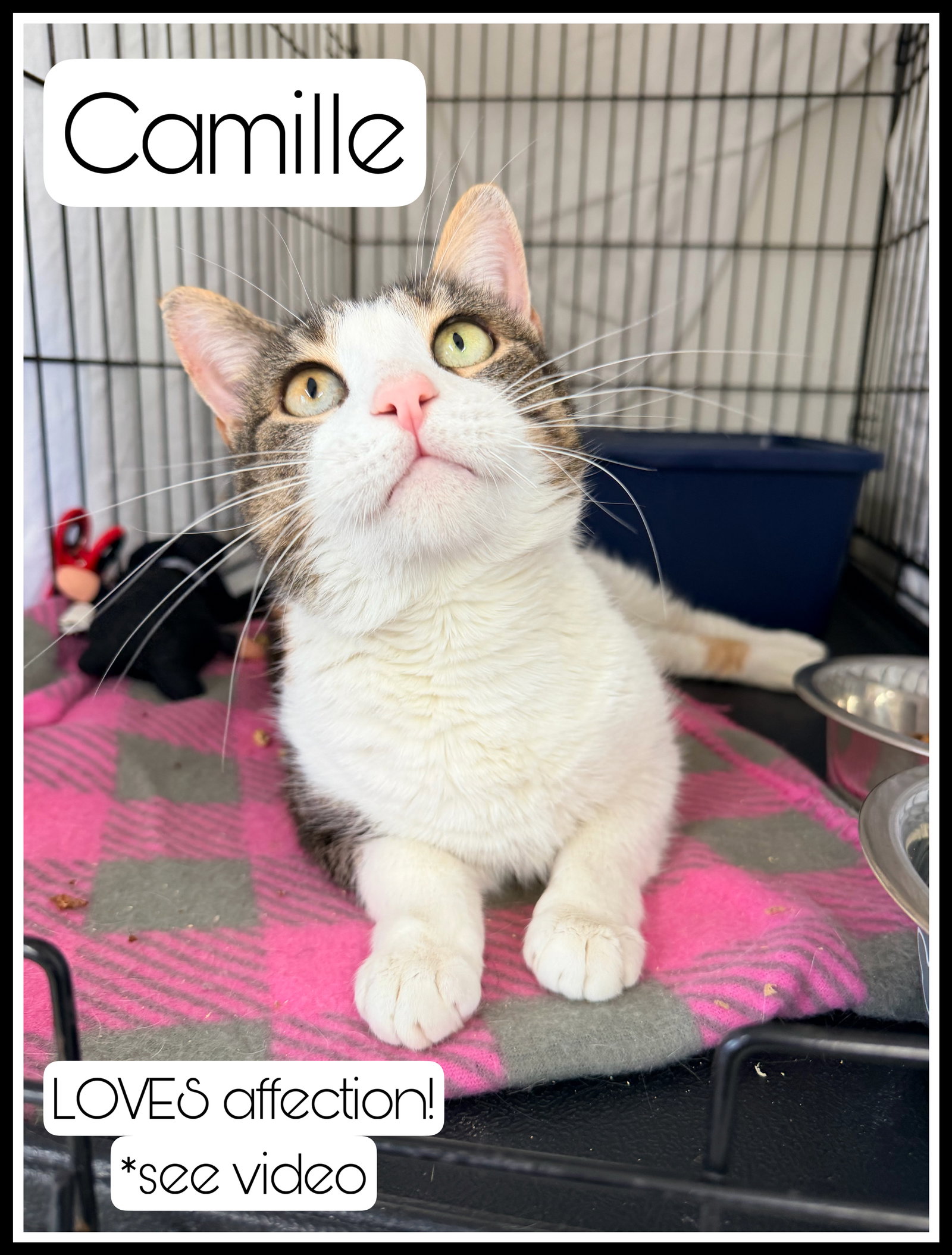 Camille (FCID# 01/06/2026 - 404) Willow Grove Image