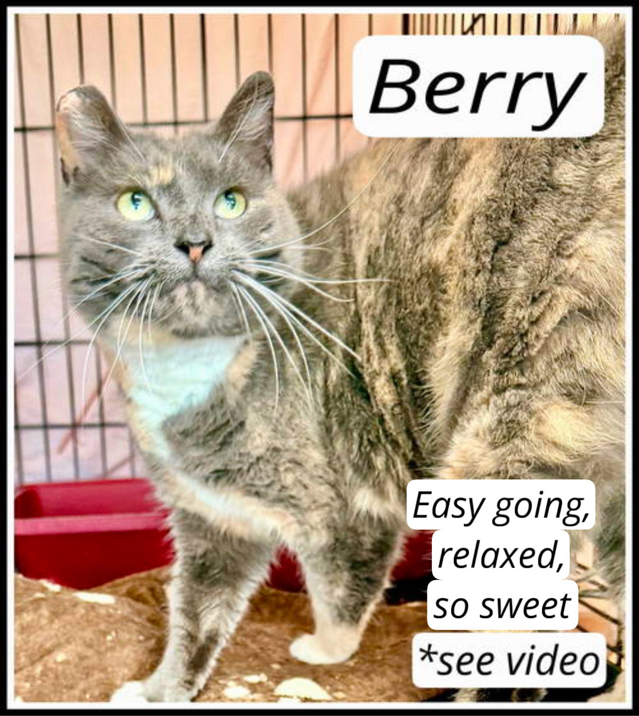 Berry, Willow Grove PA (FCID# 01/06/2026 - 402) C Image