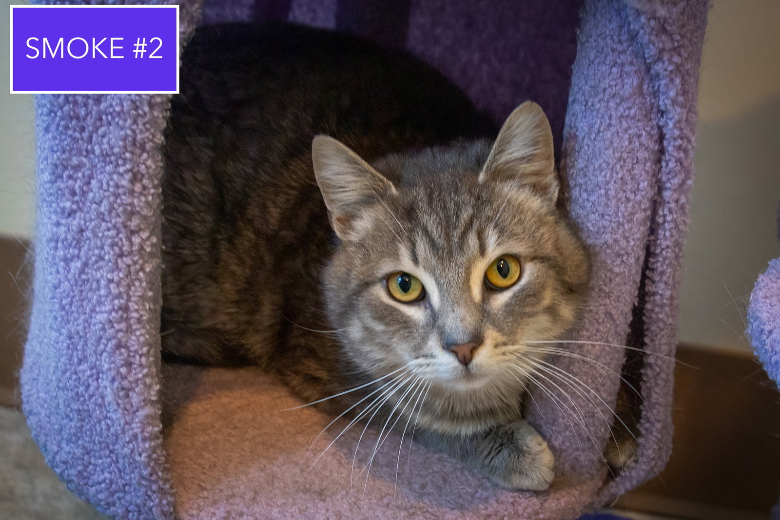 Smoke #2 (FCID# 01/14/2026 - 58 Trainer) C Image