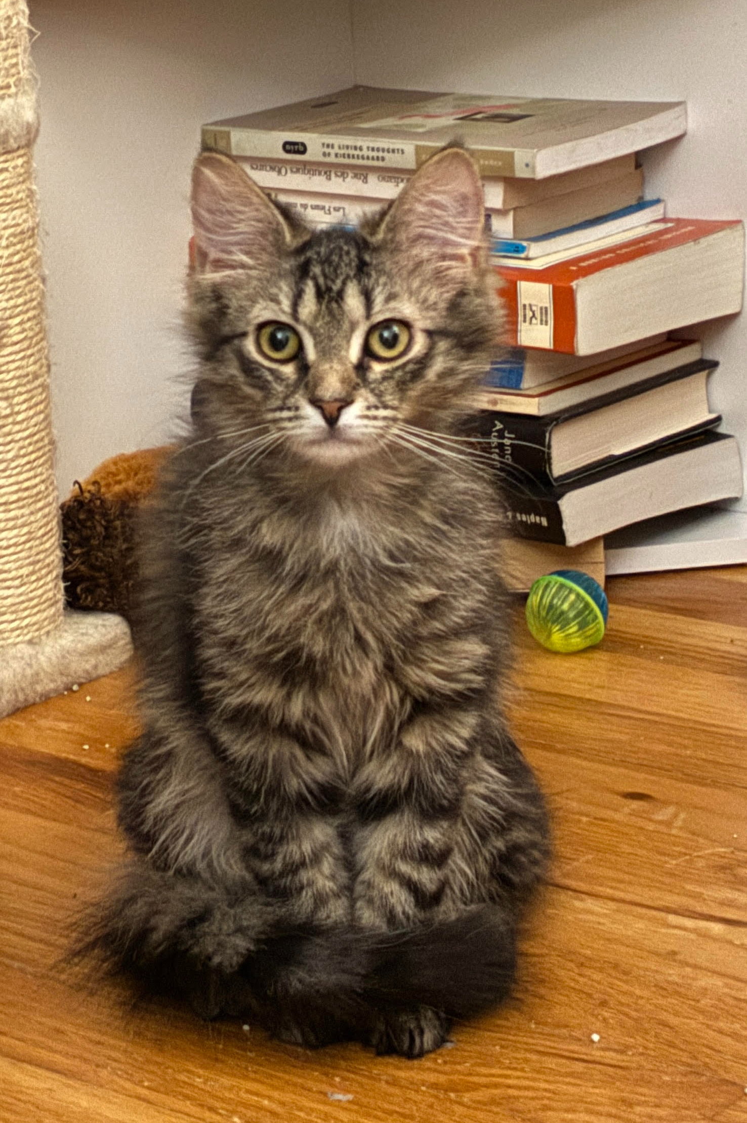 Willow (DLH) w/ Onyx (FCID# 12/01/2025 - 3) C Image