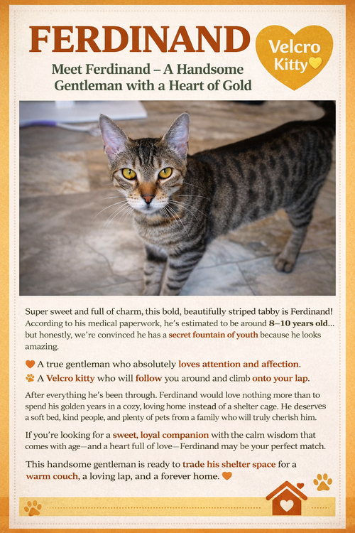Ferdinand: Foster Please (# 01/12/26-525 Trainer), Senior Tabby (short coat), cat for adoption in Lancaster, Pennsylvania