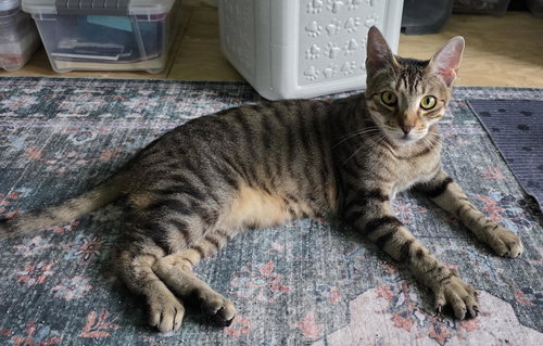 Ferdinand (FCID# 01/12/2026 - 525) C, SN z/d food, Adult Tabby (short coat), cat for adoption in Dover, Delaware